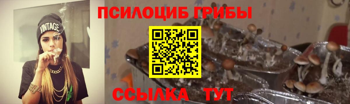 Кондопога  Псилоцибиновые грибы Cubensis  Вход с VPN 